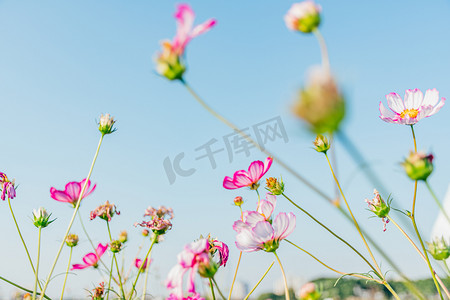 雏菊波斯菊花花海格桑花