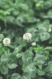 蜜蜂采花摄影照片_春季蜜蜂午后花蜜蜂花草丛无摄影图配图