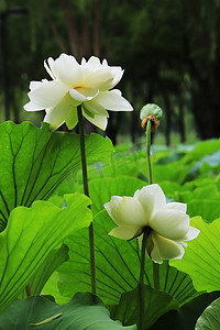 荷花莲子摄影照片_白莲绽放