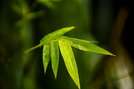 竹叶植物摄影照片_户外下雨天的竹叶