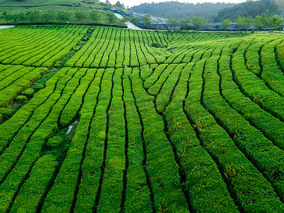 绿色茶山摄影照片_春天茶厂航拍摄影图片
