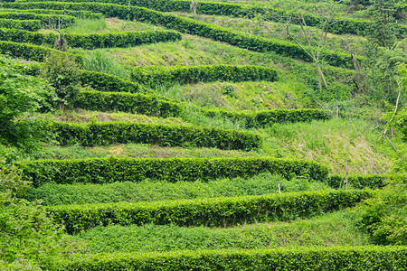 白天户外山坡上茶园的茶叶在生长摄影图配图