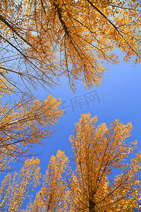 风景摄影照片_秋季的枫树林