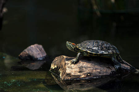 乌龟爬爬摄影照片_乌龟 巴西龟