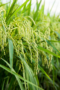 绿色水稻农田稻田地稻花香五常大米