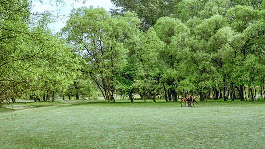 绿树植被上午绿树夏季素材摄影图配图