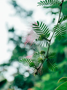 植物自然风景