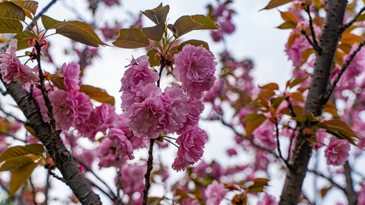满枝粉红色花朵春天关山樱花户外开满枝头摄影图配图