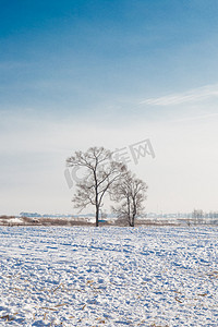 冰花摄影照片_北方冬季冬天雾凇雪景雪地滑雪树挂