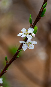 花李花摄影照片_李花梨花春天花开