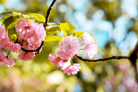春天春季樱花花卉花摄影图配图