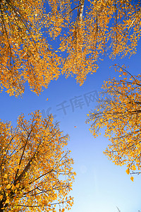 秋季的枫树林