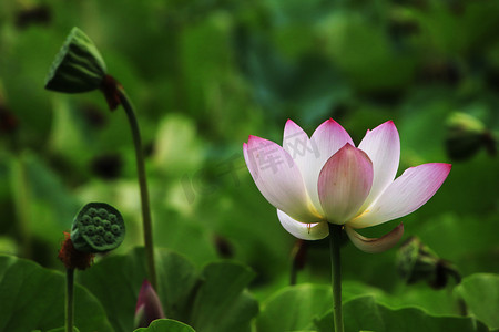 立夏隶书摄影照片_绽放的荷花与莲蓬