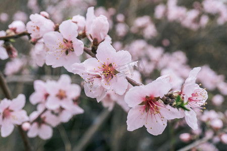 粉色弥散摄影照片_春四月桃树枝干桃花花朵摄影图配图