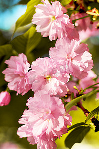 春天春季樱花花卉花朵摄影图配图