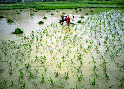 农民伯伯种地摄影照片_农民插秧