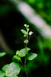 药用植物