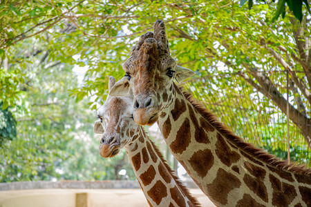 广州动物园长颈鹿高清图片