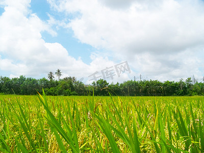 丰收的稻田摄影照片_丰收的田野