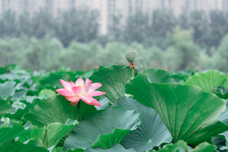 荷花景色摄影照片_池塘莲花莲叶景色