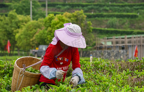 白天户外红衣女工人在茶园里摘茶摄影图配图