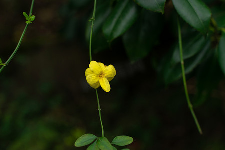 福满迎春摄影照片_迎春花盛开春天黄色迎春花朵野外开放摄影图配图