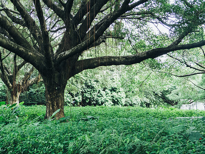 绿植风景园林