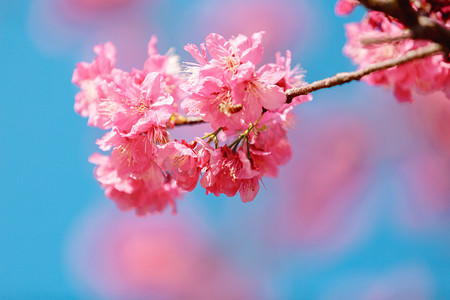 粉色花樱花摄影照片_樱花春天粉色花公园开花摄影图配图