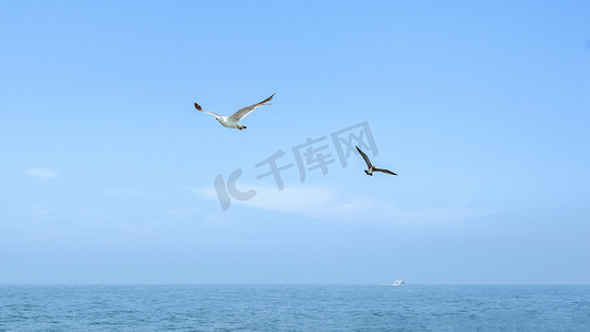 大海海鸟上午海鸟夏季素材摄影图配图