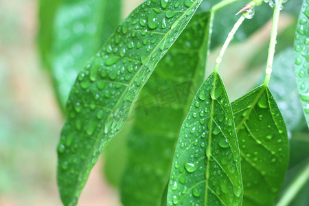 露珠摄影照片_春雨植物美景