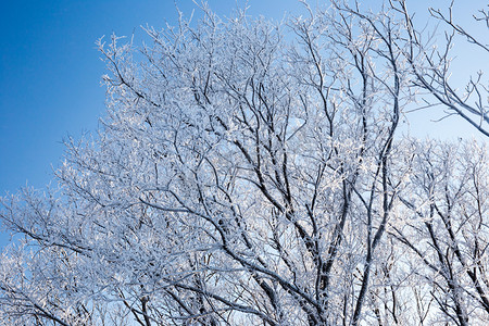 雪景摄影照片_北方冬季冬天雾凇雪景雪地滑雪树挂