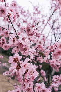 绿化植物盛开的粉色垂枝碧桃花摄影图配图