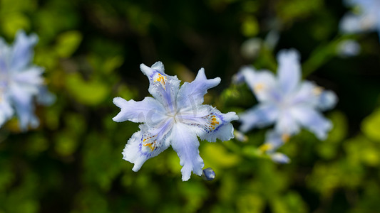 蝴蝶花盛开春天蝴蝶花户外公园开白蓝色花朵摄影图配图