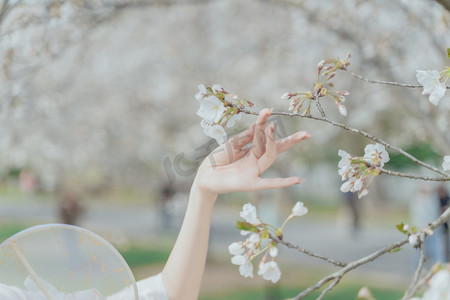 古风花卉摄影照片_少女春季樱花树木手摄影图配图