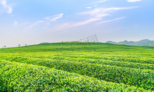 春茶下午茶场茶场无摄影图配图