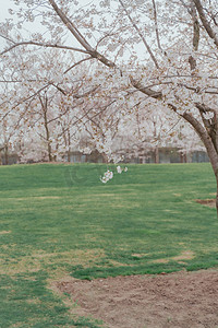 四月春季花朵樱花树木摄影图配图