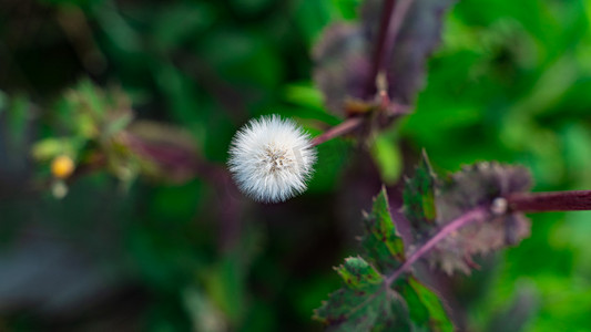 蒲公英的花朵春天蒲公英乡村草地开花摄影图配图