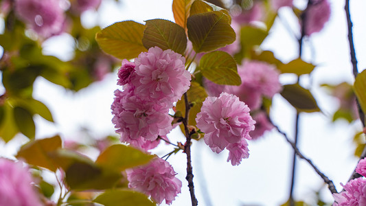 花朵枝头摄影照片_关山樱开满枝头春天红缨花户外公园开粉红花朵摄影图配图