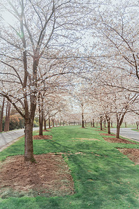 春季四月樱花公园少女摄影图配图
