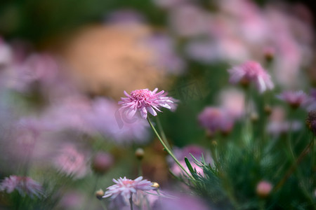 午后的松花江摄影照片_春天植物三月四月花卉花朵室外风景惬意午后摄影图配图