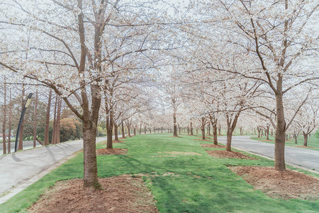 樱花四月春季公园色粉摄影图配图
