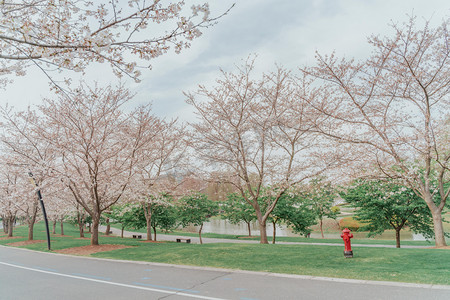 樱花祭春季樱花花卉赏花摄影图配图