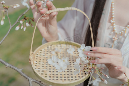 樱花摄影照片_少女春季樱花古风汉服摄影图配图