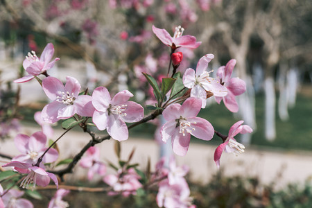 春季观赏花卉盛开的海棠花摄影图配图