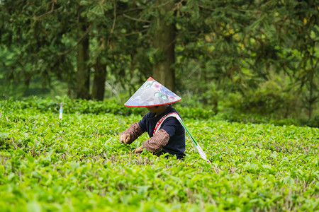 春茶抢先尝摄影照片_白天户外一个工人在茶庄采摘春茶摄影图配图