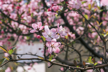 二十四节气ppt摄影照片_室外枝干上盛开粉色海棠花摄影图配图