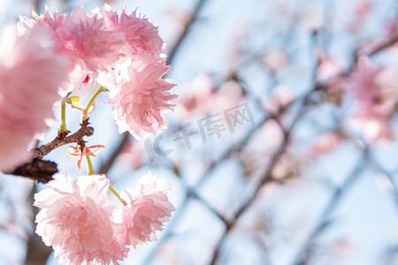 粉色樱花树枝摄影照片_樱花春天日本樱花公园赏花摄影图配图