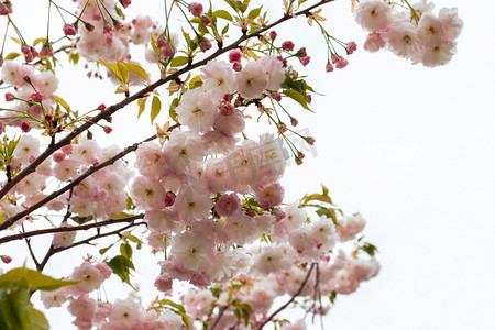 春天南京下午樱花樱花枝重瓣樱花赏樱花摄影图配图