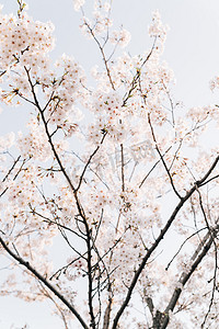 植物花朵春天樱花公园室外盛开摄影图配图