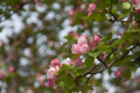 春天白天海棠花公园盛开摄影图配图